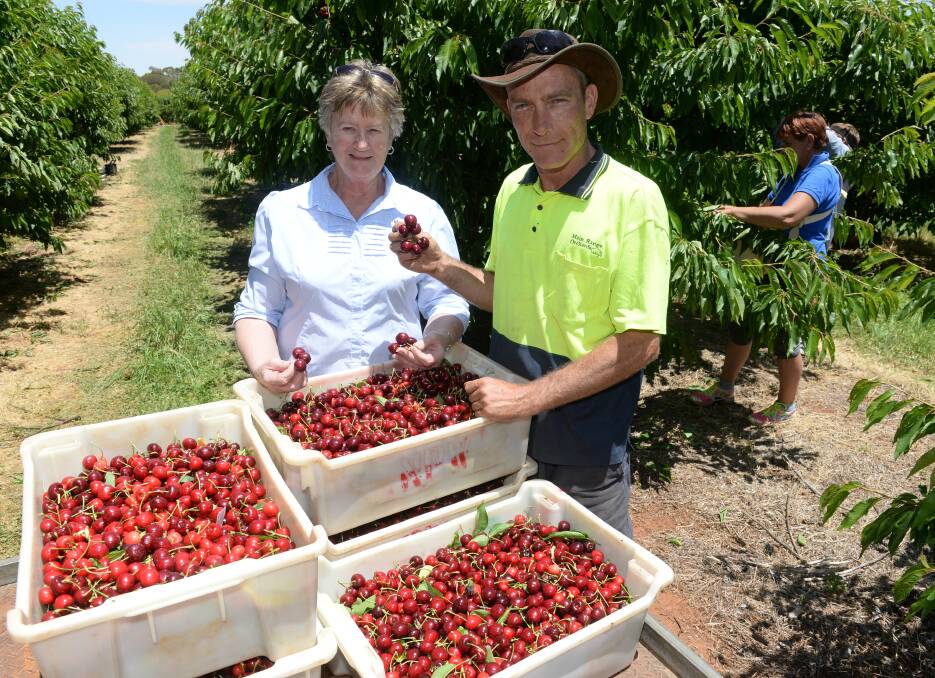 Joanne Wells of Main Range Orchards, Young, and manager, Steve Lane, check the quality of early variety, Vista, which is just starting to be picked.