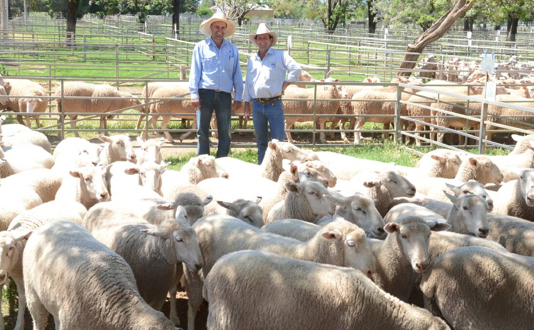 Tim Wiggins of Christie and Hood, Narromine bought these 55 first cross ewes at $224 a head for Ian, Pam and Andrew Roberts, "Wogogy", Narromine, from Ralf, Marilyn and Greg Masonwells, "Kaloombi", Narromine, sold by Jason Hartin, Hartin Schute Bell, Narromine.