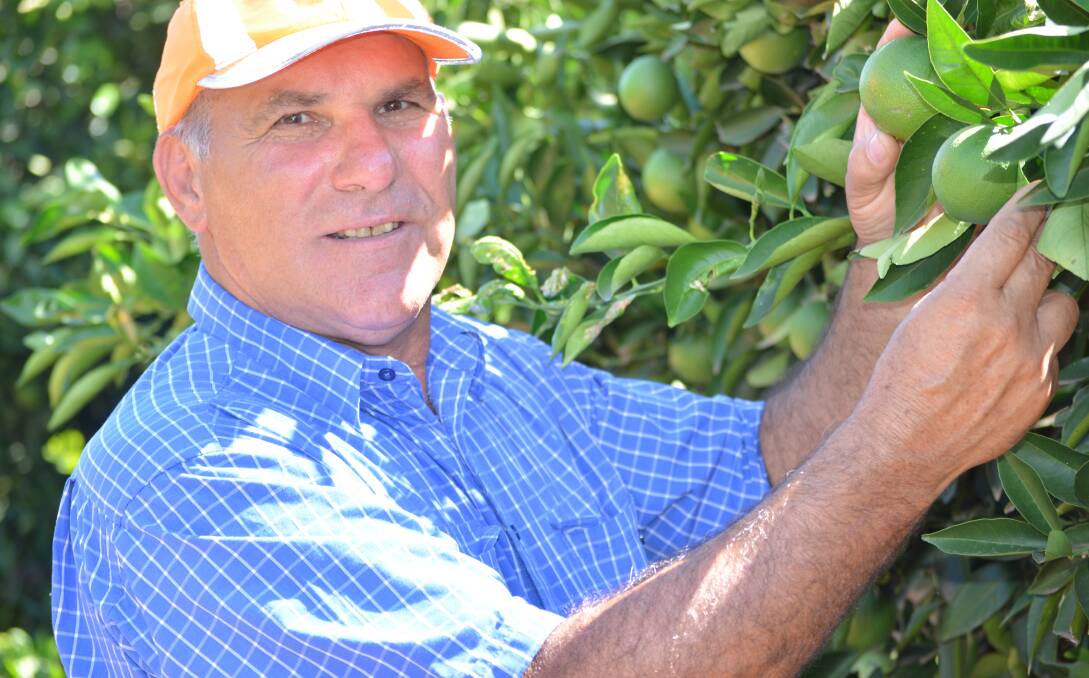 QUALITY FOCUS: Pacific Fresh chairman Frank Mercuri says securing export markets, particularly to Asia, has helped the Australian citrus industry
