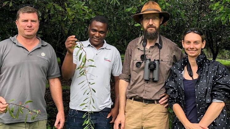 HUNTING: Local consultant Chris Fuller, Hort Innovation relationship manager, Dumisani Mhlanga, research lead Professor Dave Watson, and research assistant Melinda Cook, on the lookout for mistletoe within macadamia orchards. 