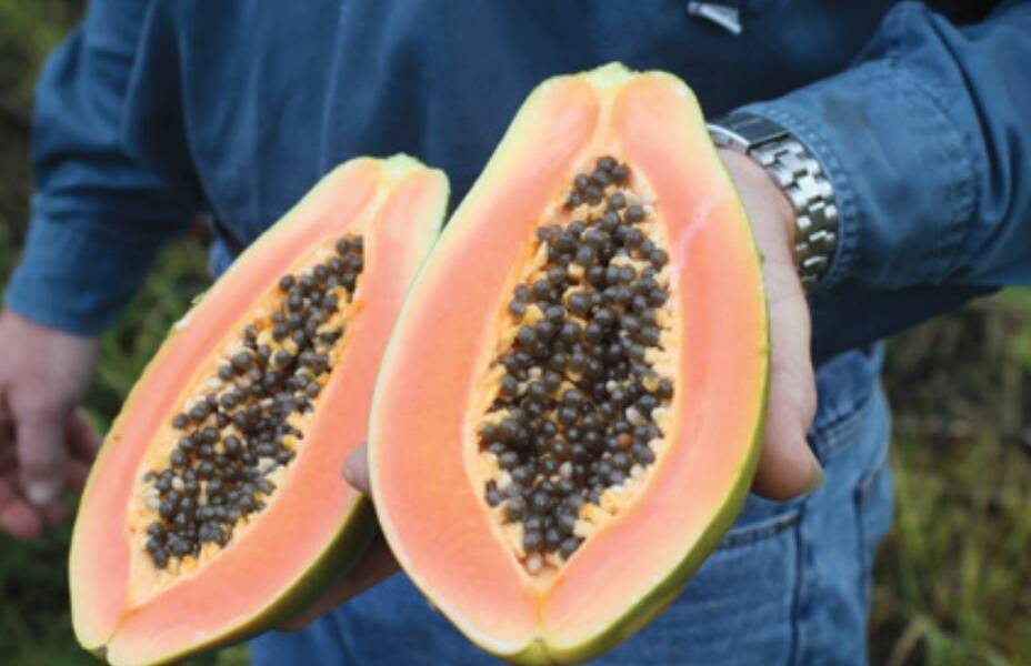 RECORD: Papaya Australia says ideal conditions have led to a record crop for this Spring. 
