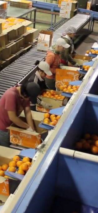 PRODUCTION LINE: Pacific Fresh processes fruit from nearly 809ha of citrus trees. 