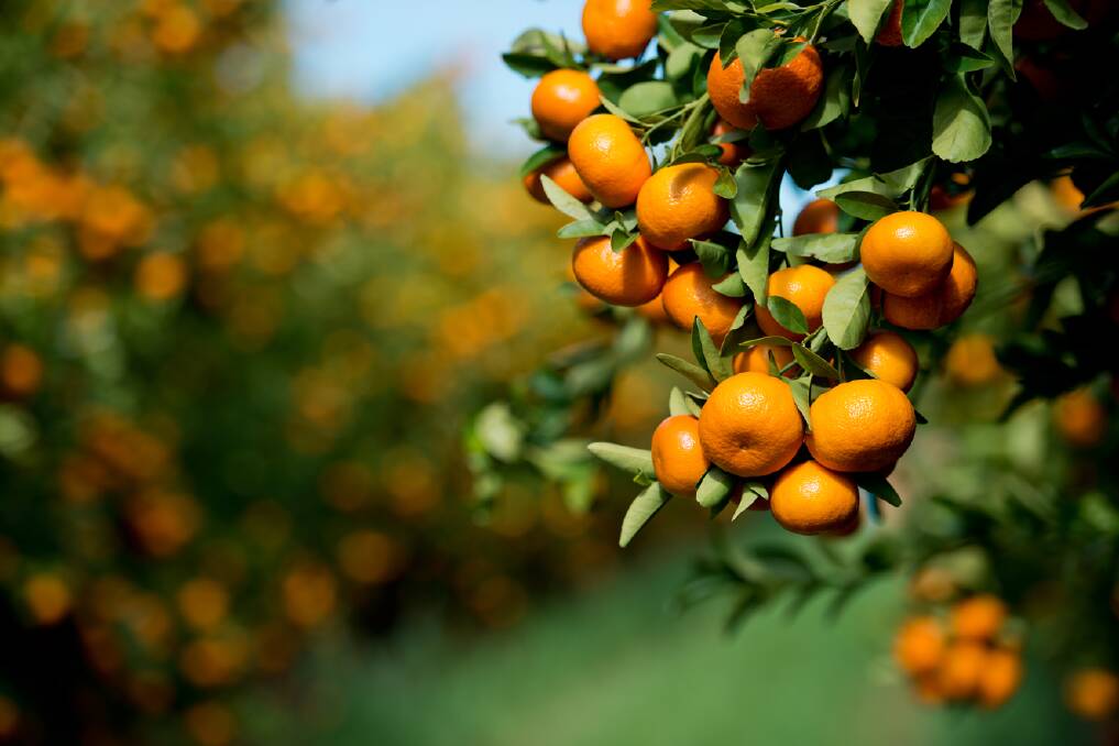 FULL ON: The coming of winter means the mandarin season, with the industry expecting a high production season.
