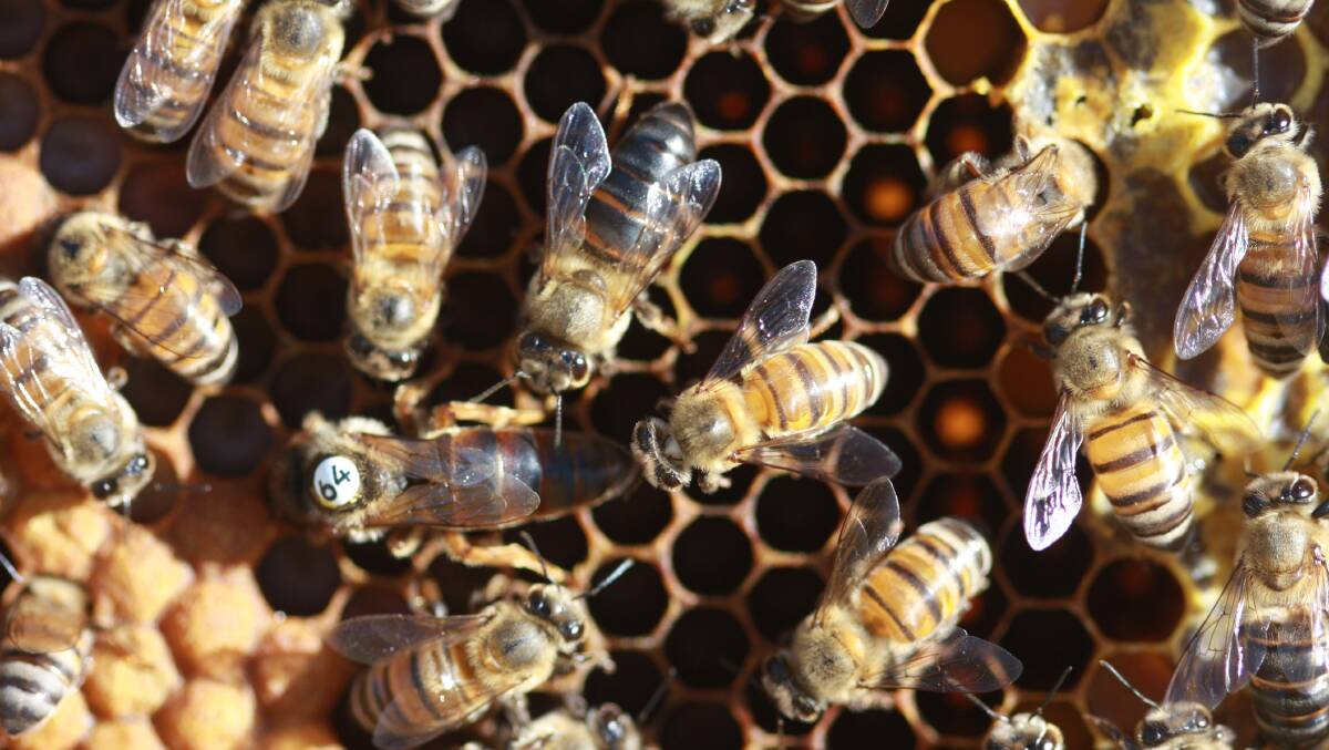 TESTING WORK: Researchers have developed genetic tests to differentiate semen from bees such as this Apis mellifera capensis queen, black Capensis worker, and yellow Apis mellifera scutellata (killer bees).