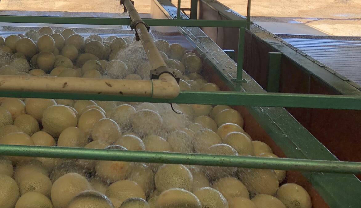 CHECK: Rockmelon growers have been asked to be careful of their use of water when processing melons to minimise the potential for listeria development. 