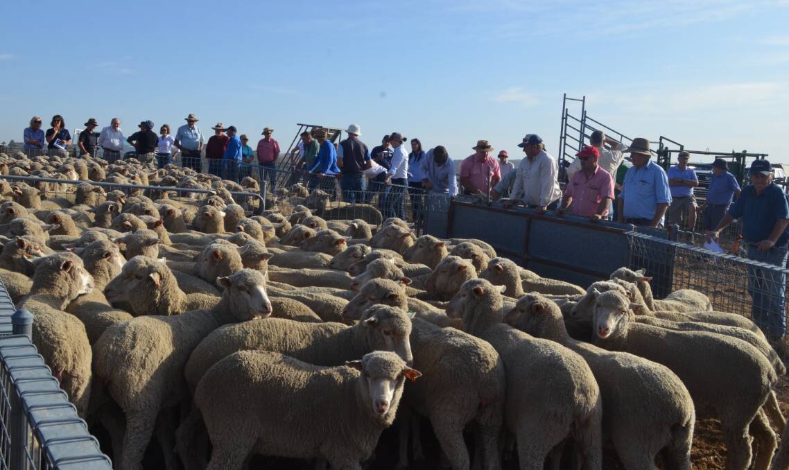 NUMBERS: Crowds gather around the maiden Merino ewes as they are judged at the Crookwell Merino Flock Ewe Competition.