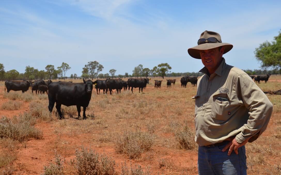 Jason Cooper has been managing 300 Angus cows and 169 Droughtmaster cows at "Weona", Mungindi.