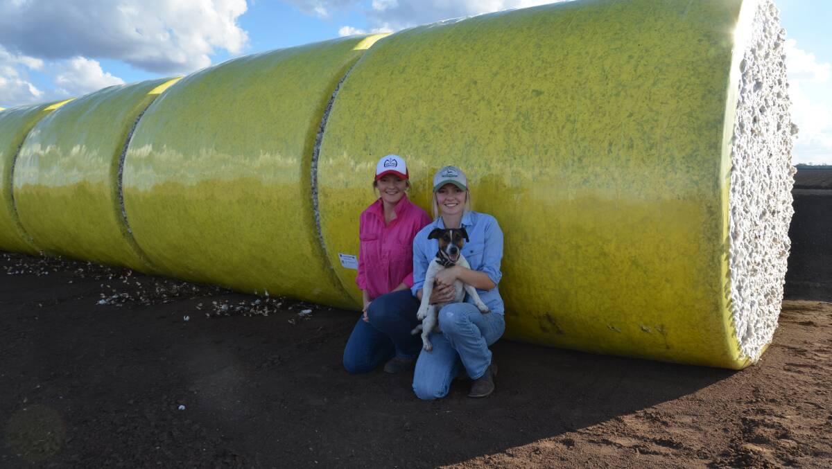 Kim and Prue Byrnes, “Wirrillah”, Mallawa, have just started picking their irrigated cotton, which has yielded 12.5 bales a hectare so far. 