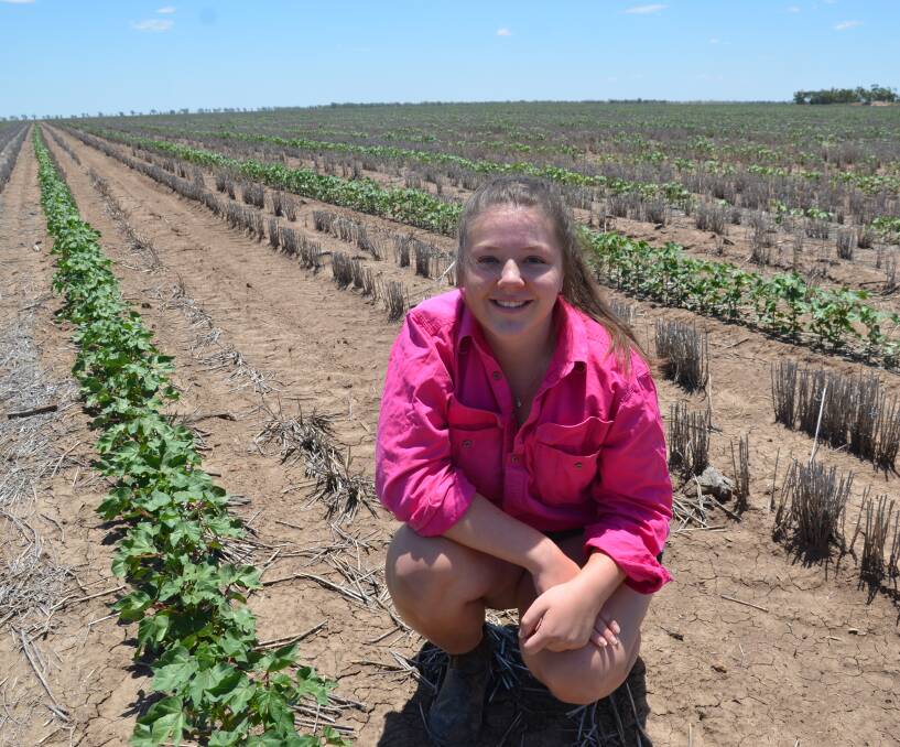 Laura Brosnan, "Broadwater", Thallon, Queensland, (also on our cover) checks the Bollgard dryland cotton her father Mick planted in early November. The plants are currently at 10 nodes and growing well. 