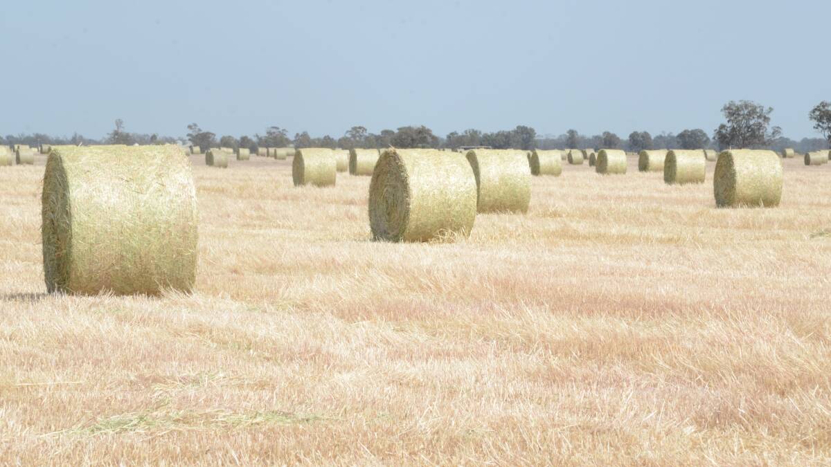 No shortage of good quality hay