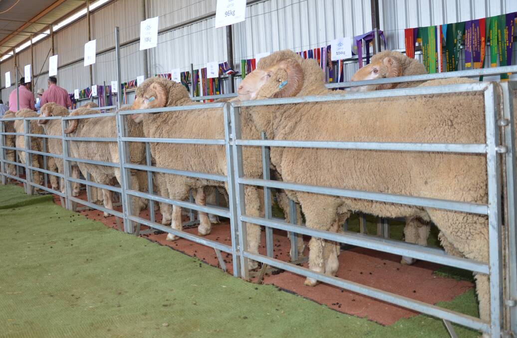 107 rams sold at the Bungulla ram sale last Friday to average $2093 and top at $7500. 