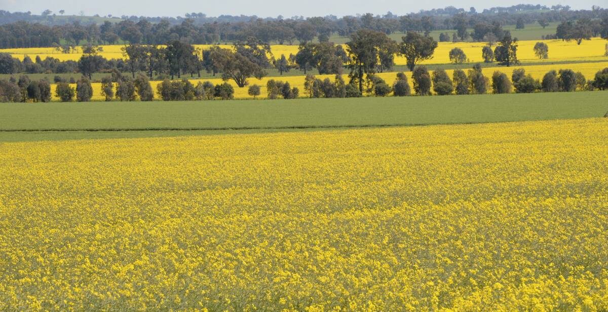 Canola yields are expected to be average to above average, although some regions are fearing more rain could cause further waterlogging in crops. 