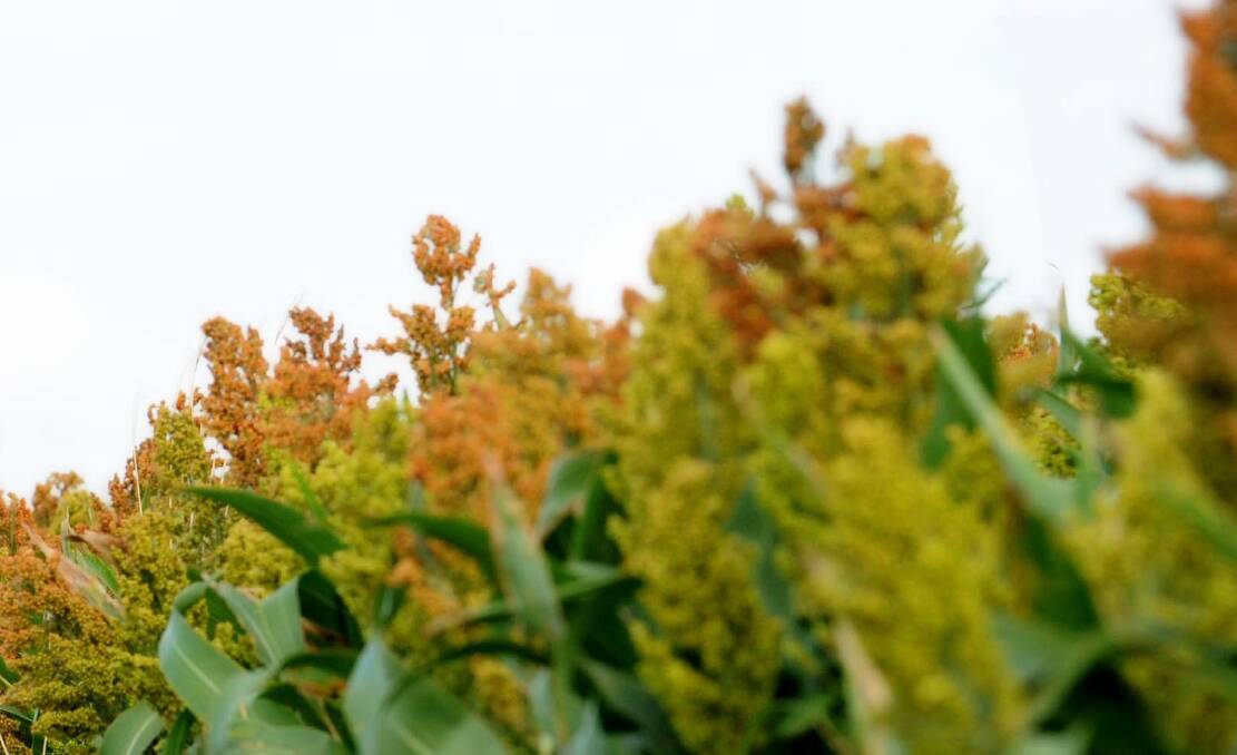 On the back of a record summer harvest, there has been a dramatic reduction in the area of sorghum crops sown. 