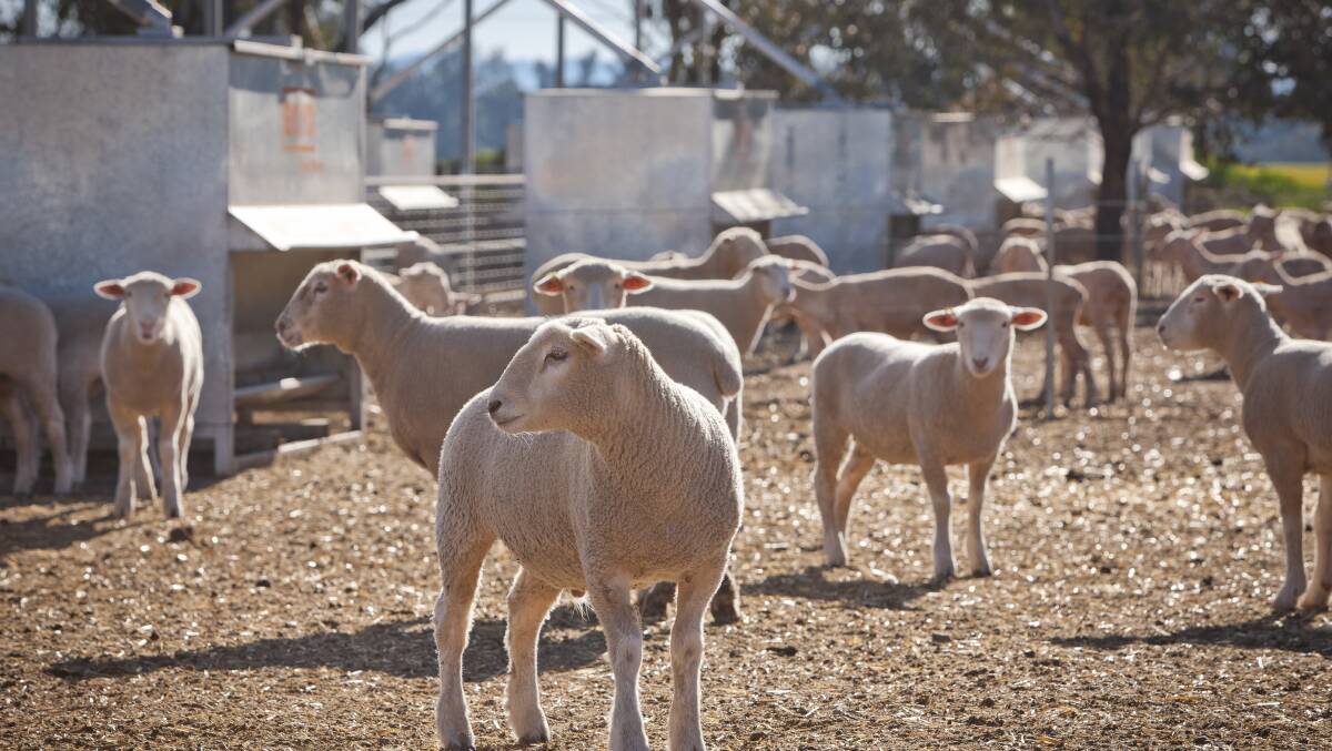 Cowra farmer Peter Boyd believes feedlots could be the next big thing for lamb producers.