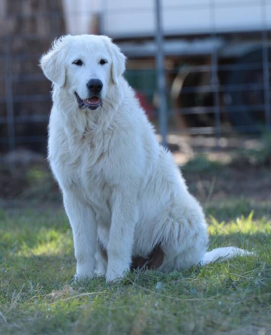 The Maremma Sheepdog has been guarding herds for more than 2000 years. Their innate desire to put the herd first makes them an ideal livestock guardian. 