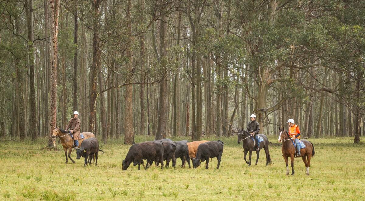 Mustering cattle from the back of a horse is part of the work done at Tocal Cattle.