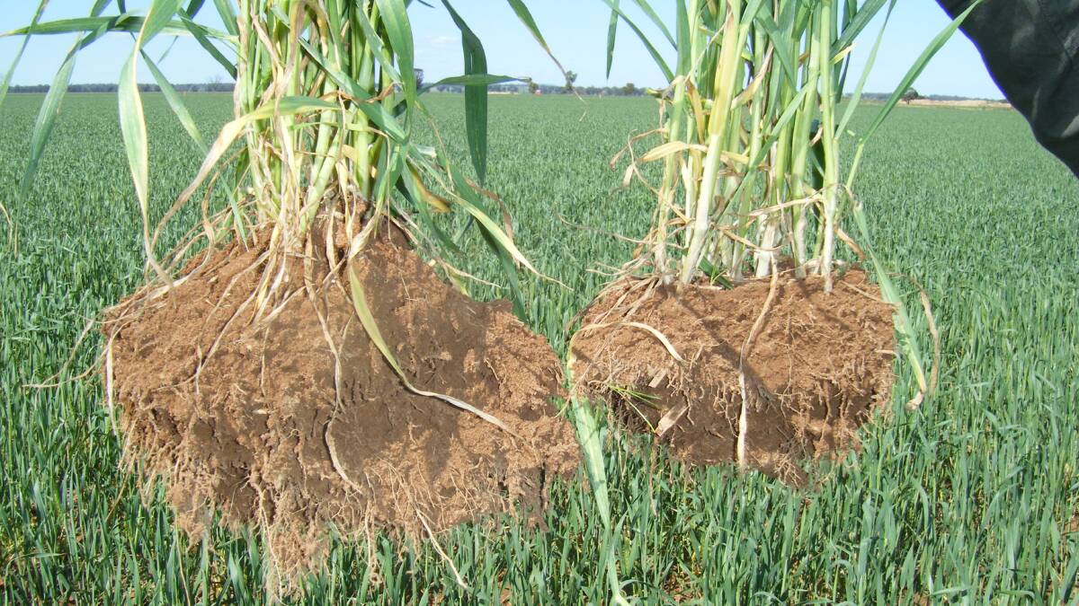 The plant on the left is from the TwinN wheat crop. The microbes produce auxins that increase secondary root structure.

​