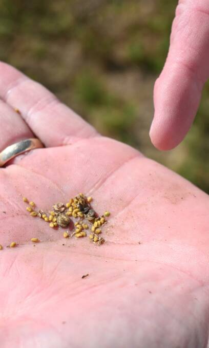 An example of the seeds still being produced from Glen Rubie's 11 year-old-old lucerne stand. 