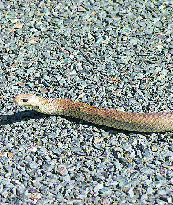 An Australian Brown Snake.