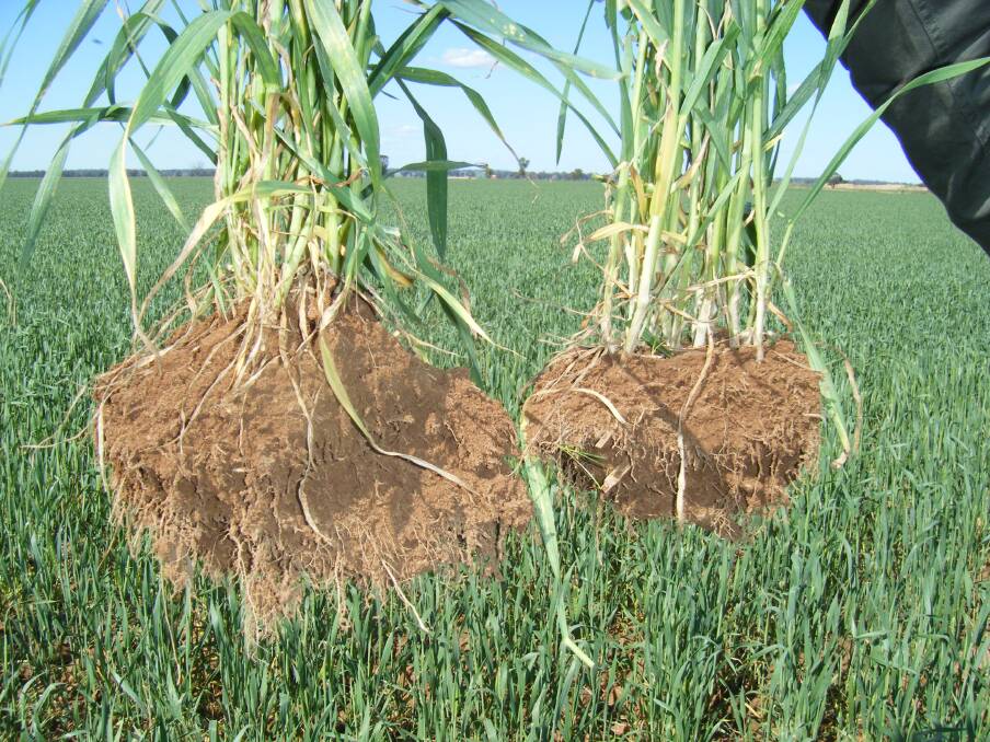 The plant on the left shows the improved secondary root system from application of a MAB inoculum.
