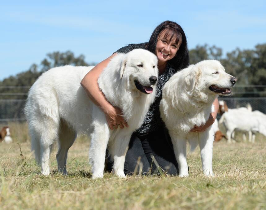 Breeder Jenny Block, Dubbo, pictured with two of her dogs from her Scintilli Maremma Sheepdogs stud.