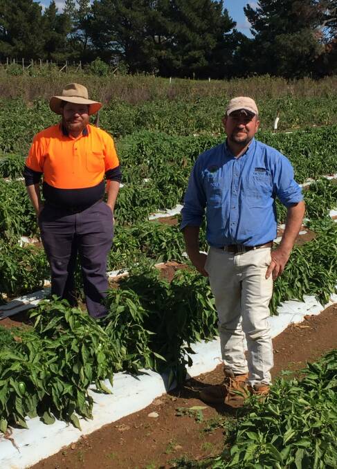 PRODUCTIVE: David Quinlon, a worker at Huntley Berry Farm for more than 18 years, and Gianni Belmonte take a look at some capsicum. 
