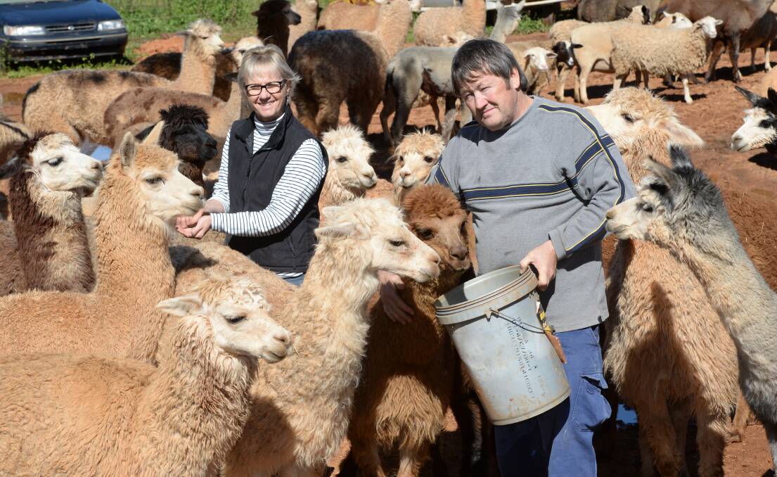 APPEALING ALPACAS: Kym and Lindsay Edmunds with some of the 80 alpacas they have on their property just outside of Narromine. Photos: Rachael Webb.