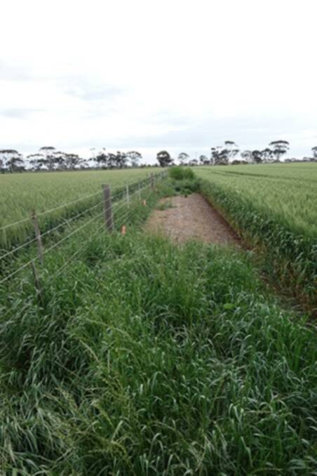 A fenceline where glyphosate has been used in the foreground, and Terrain in the background four months after application.