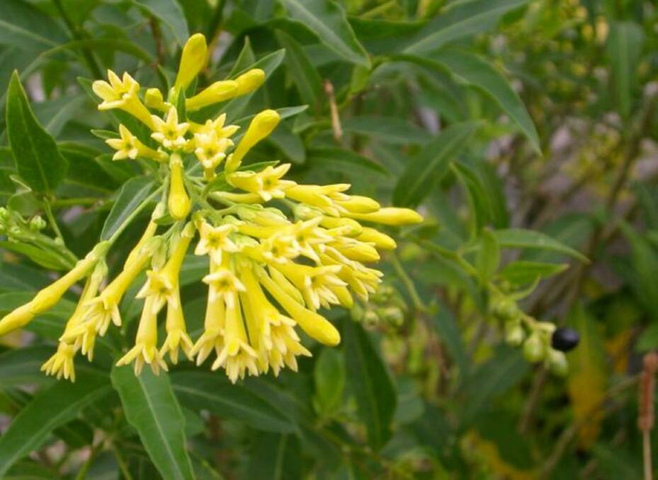 TOXIC: Green cestrum buds, flowers and fruit. Photo: G. Wisemantel.
