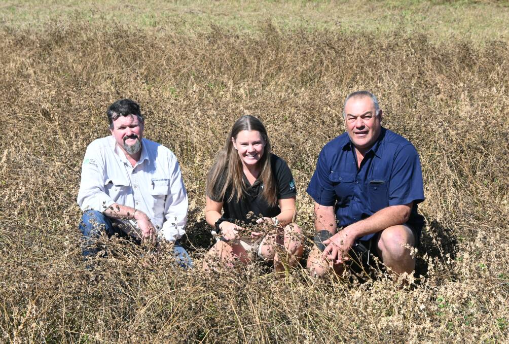 DLF Seeds' Jonathon Tink, Mel Gooseman and Lachlan Merinos' Glen Rubie in an 11-year-old stand of lucerne. 