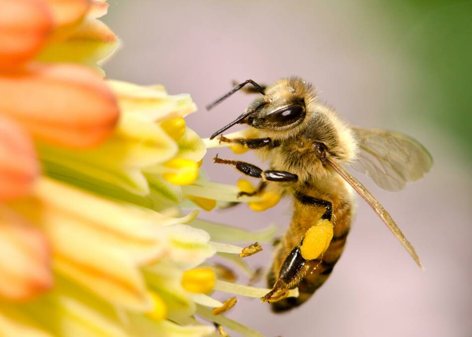 Dwindling bee populations have been attributed to a syndrome called Colony Collapse Disorder.