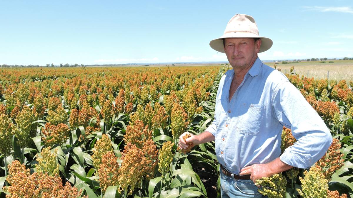 Inverell grower Vern Younger planted his sorghum crop to one variety due to wet and cold conditions.