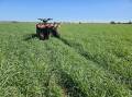 A mid-April 2024 view of Kokoda triticale, a rust resistant winter habit variety, sown late February 10 days after 10 millimetres of rain. Good sub soil moisture helps ensure reliable early sowing of dual purpose or grazing only crops. Pictures supplied