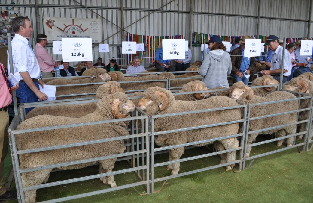 A large crowd of bidders flocked to "Calool," for the sale. Pictured here are the first three rams offered, two of which made $4250, while the other made $6000. 