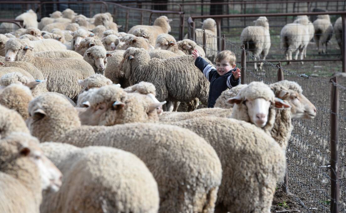 Huxley Ridley, 3, overseeing the mustering operation. Ewes are joined from February 7 to Plevna-blood Merino rams.