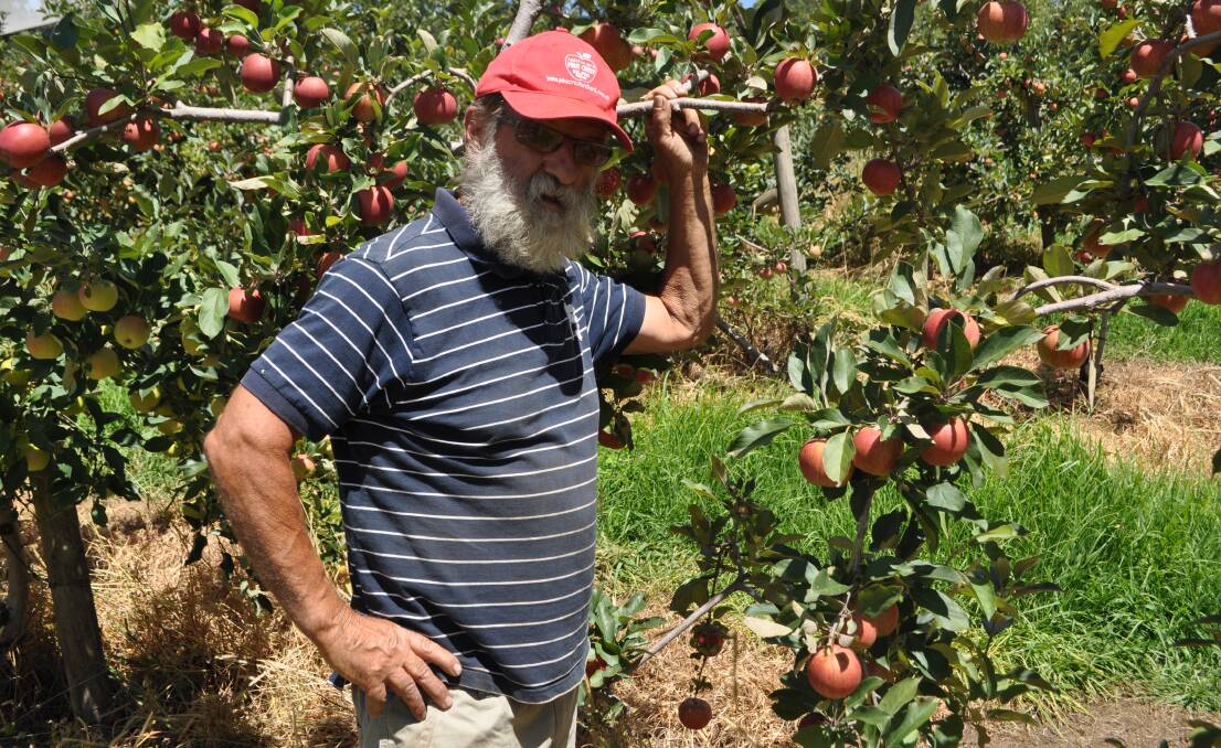 John with a selection of his Elvina Gala Apples, almost ready to pick. Large crowds visit his farm for an orchard experience. 