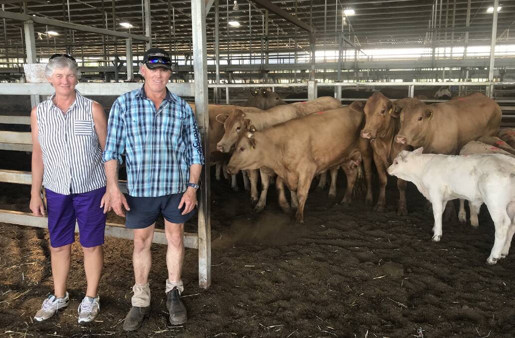 Catherine Cox, "Burrunah", Mudgee, with farm manager Chris Gillespie with the seven Charolais cross cows and calves they bought for $2325 at the Mudgee store sale. 