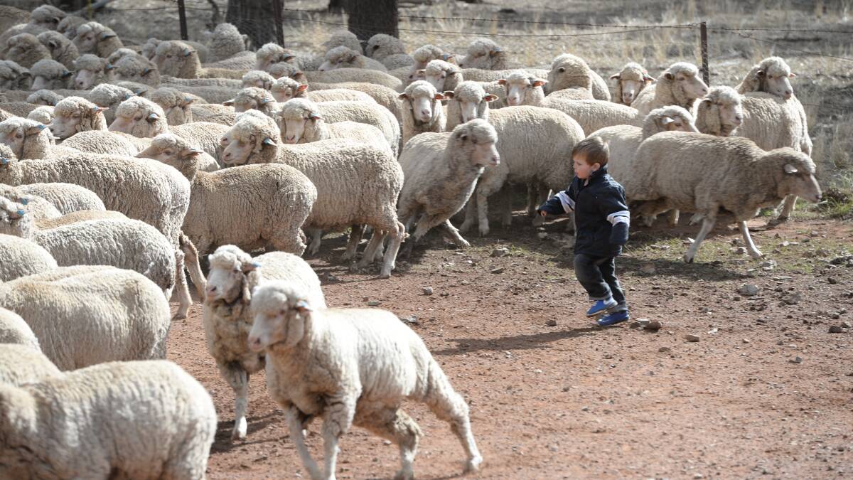 Huxley Ridley, 3, helping muster 2015 drop maiden Merino ewes into the yards at "Kookaburragong", Condobolin.