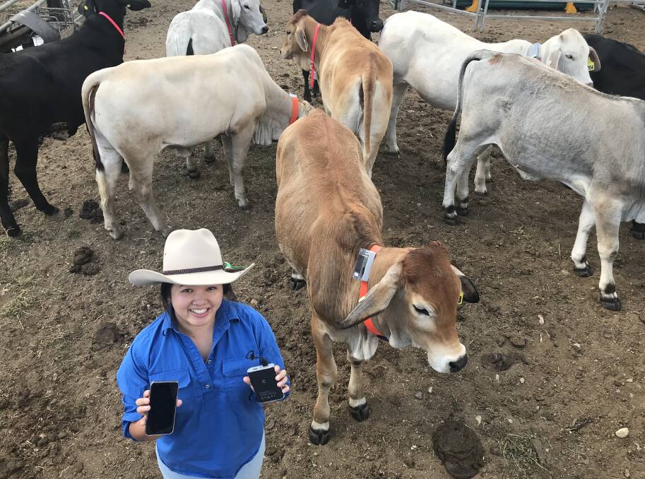 Telstra has provided a scholarship to Anita Chang to continue her study which is set to  make a big difference to productivity and welfare of cattle in Northern Australia.