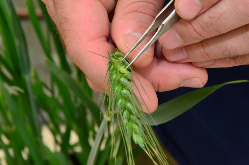 New tools for better wheat