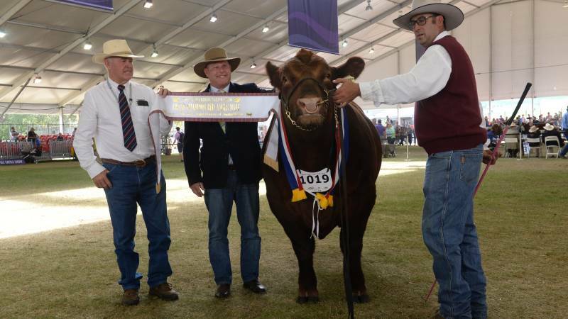 Goonoo 26P Jose Carreras, from Goonoo Red Angus, Tamworth, won grand champion bull on Saturday afternoon at the Royal Sydney Show. Pictured with the bull are Graham Jordan, Red Angus Society president Peter Cowcher and Roger Evans, Tamworth.