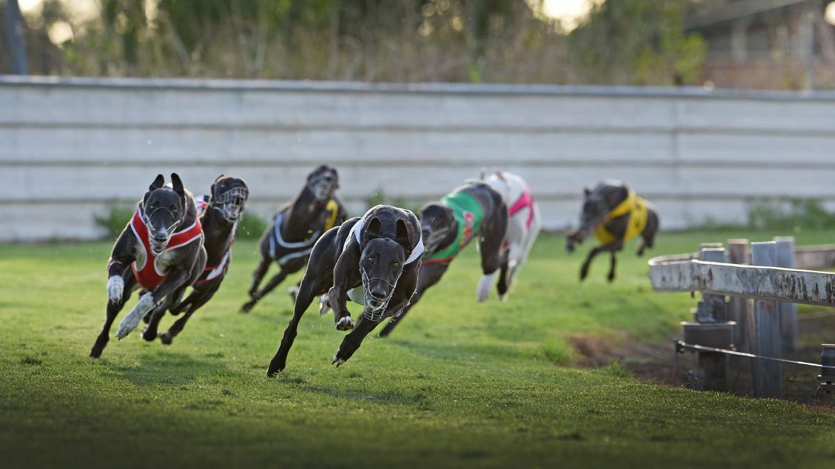 Greyhound industry reforms forge ahead