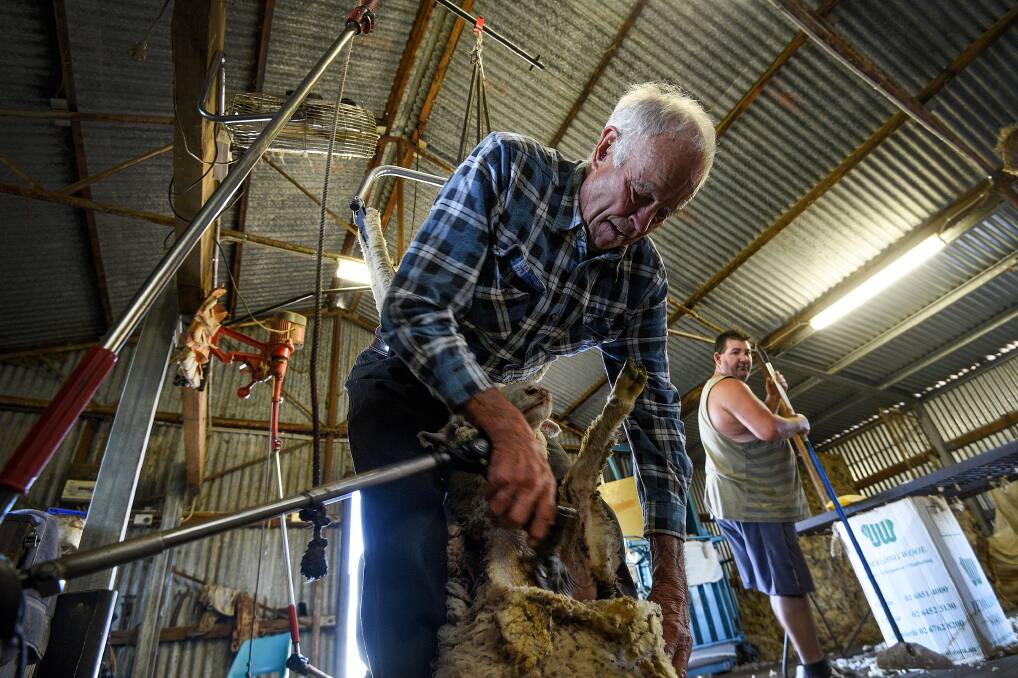 Ian Worley on his way to shearing 100 sheep in one day. Photo: Gareth Gardner