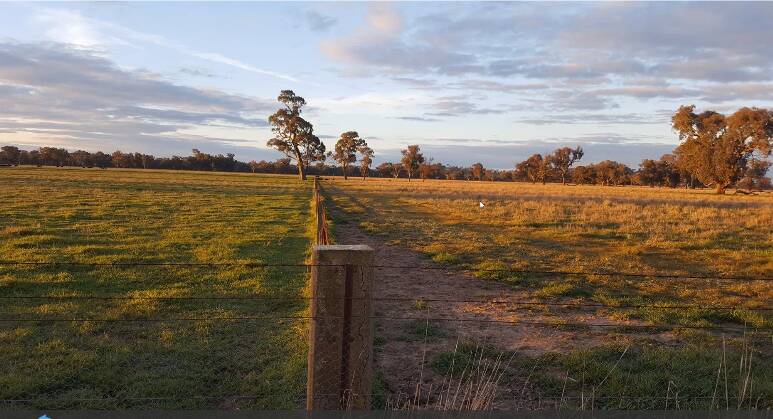 GETTING BALANCE RIGHT: Tumut agronomist, Nathan Ferguson, says the clumps of dead phalaris in the pasture on the right has the potential to encourage more competition from weeds. 