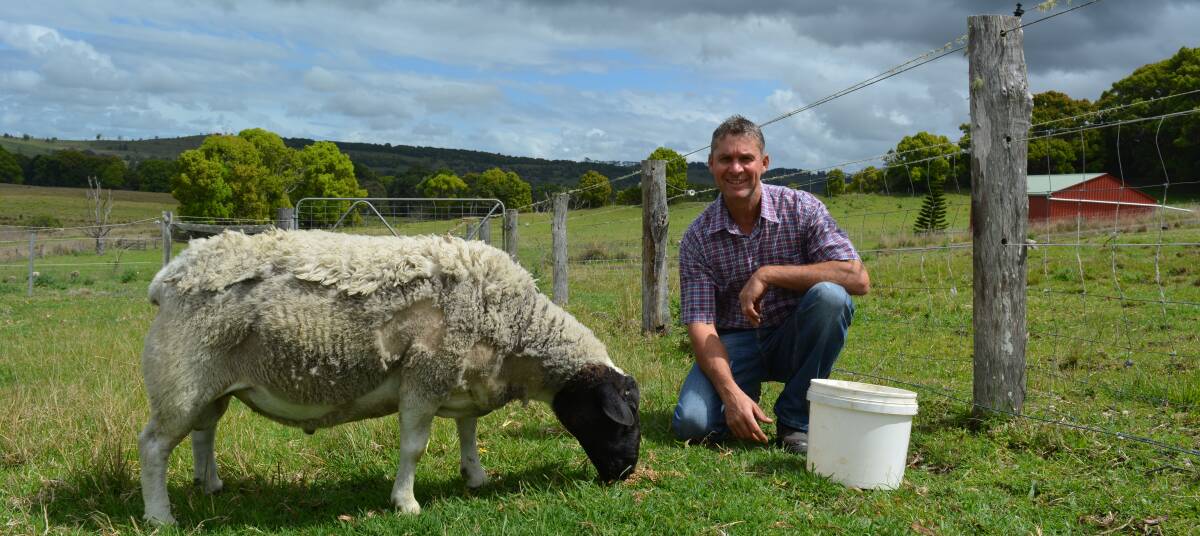 Warren Wiggins, Bexhill, near Lismore, is now providing Dorpers for branded lamb products. The branded lamb is appearing on the tables of some top North Coast restaurants. 