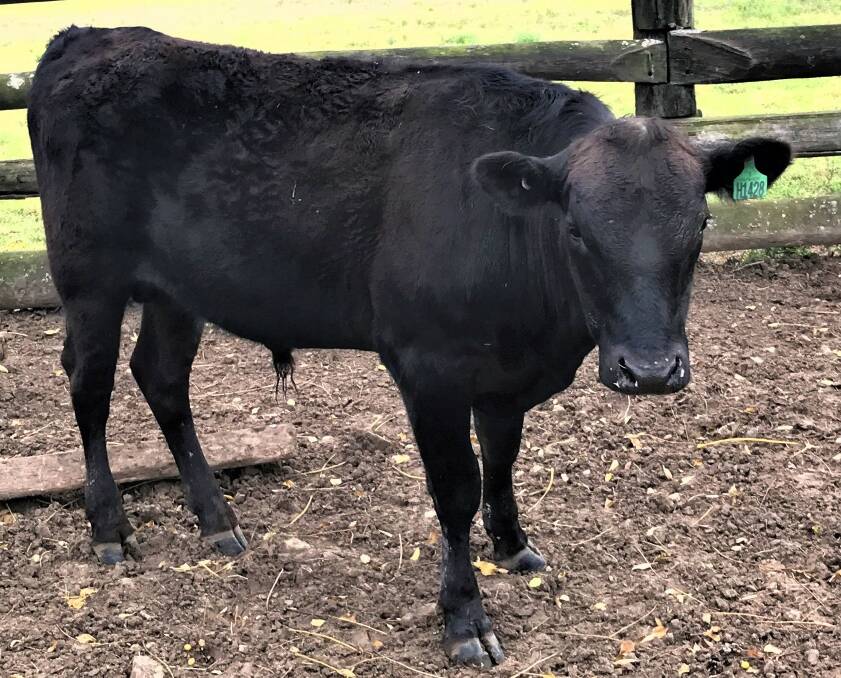 Darley Poll Emperor, a grassfed 16-month-old homozygous purebred Wagyu bull, will be offered on AuctionsPlus this Friday.    