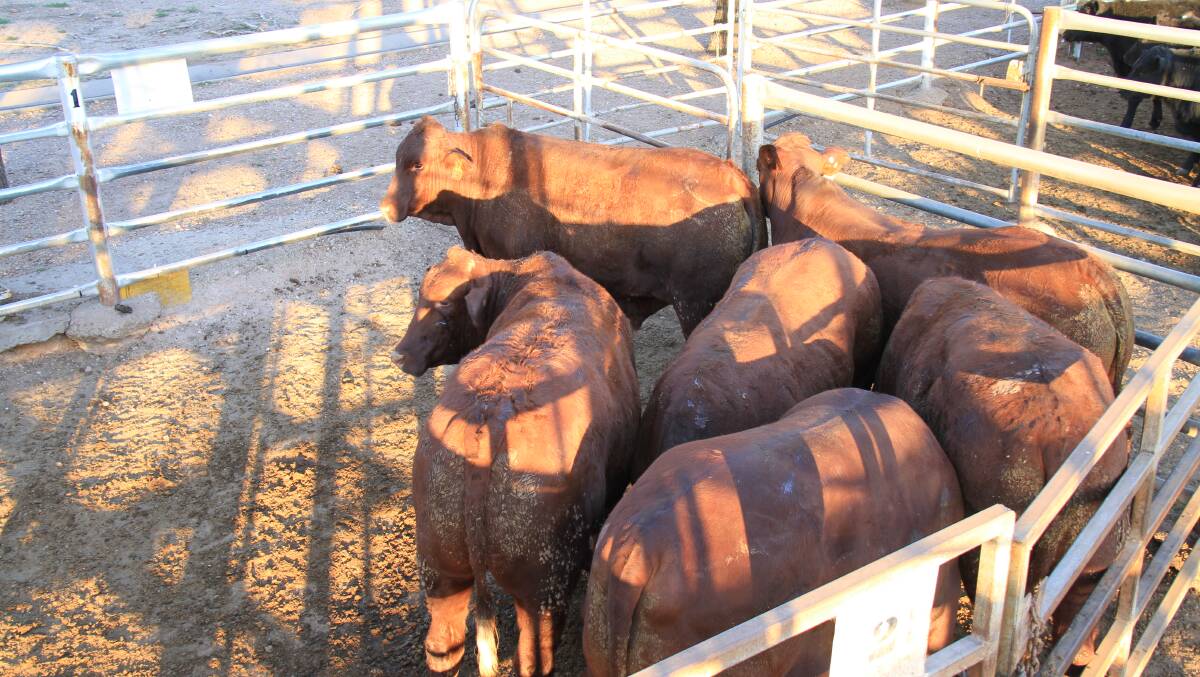 The six Win a Pen of Santa Steers await sale at Gunnedah saleyards on Tuesday morning. They fetched $10,188 and were bought by JBS Australia.