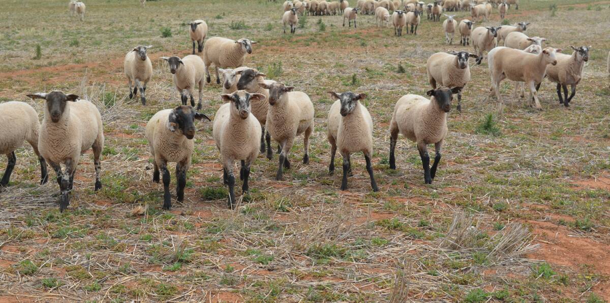 The O'Hares have been using Suffolk rams as terminal sires over Dorper-Wiltipoll and Australian White-Wiltipoll cross ewes for lamb production.  