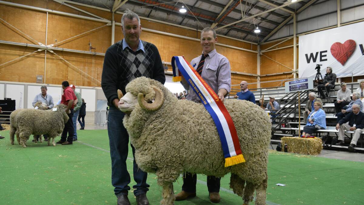 Richard Chalker with his grand champion strong wool ram being sashed by judge Tim Dalla of Collinsville stud, Hallett, South Australia. The stud also won the reserve grand champion strong wool ewe. 