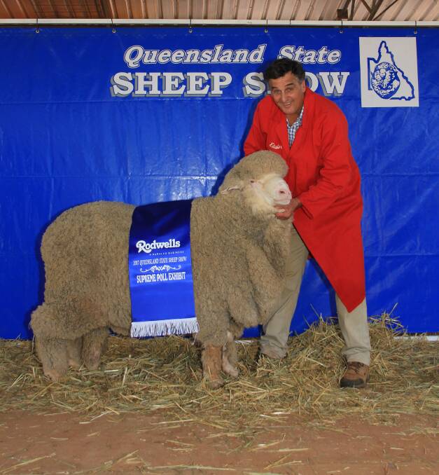 SUPREME EXHIBIT: Chris Clonan, Alfoxton Merino stud, Armidale with the supreme poll exhibit and supreme exhibit of the QLD State Sheep Show at Charleville. 
